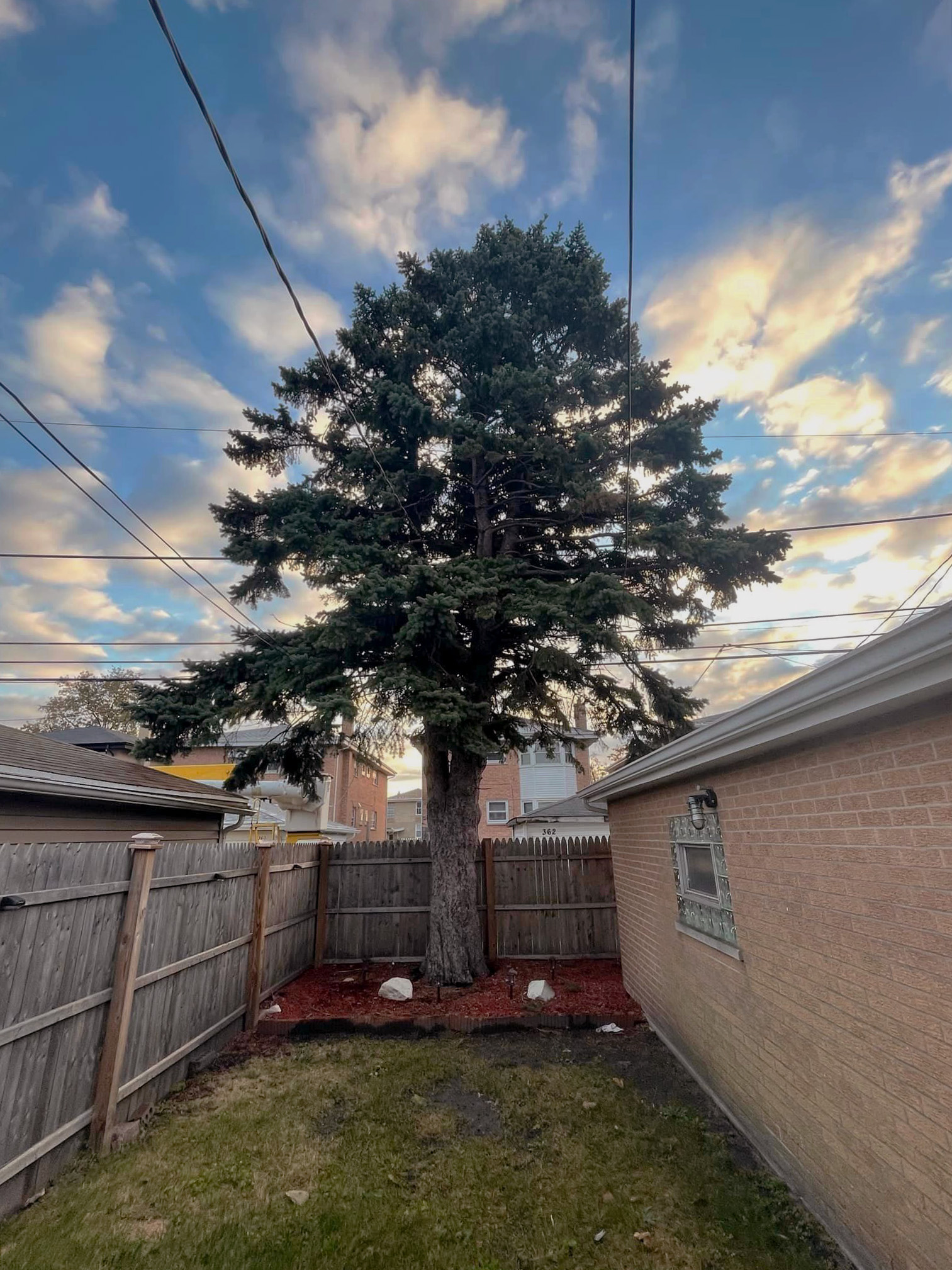 Tall evergreen tree in backyard with a clear blue sky