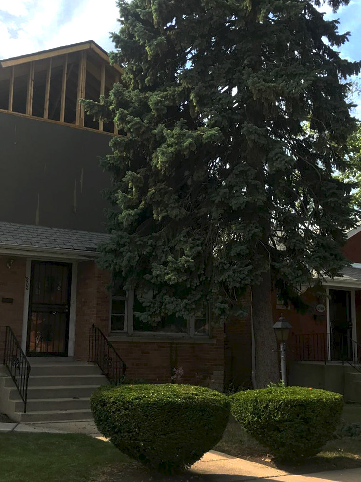 Tree service before work - view 1