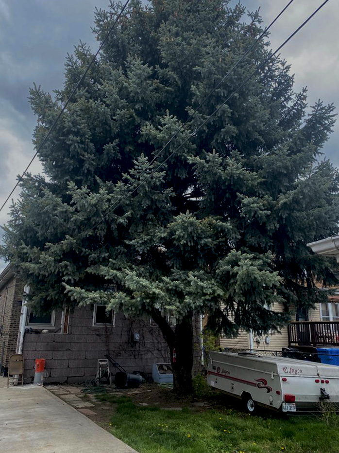 Tree service before work - view 2