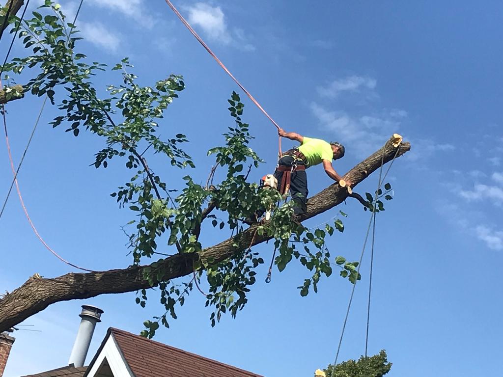 Tree services in progress with professional tools
