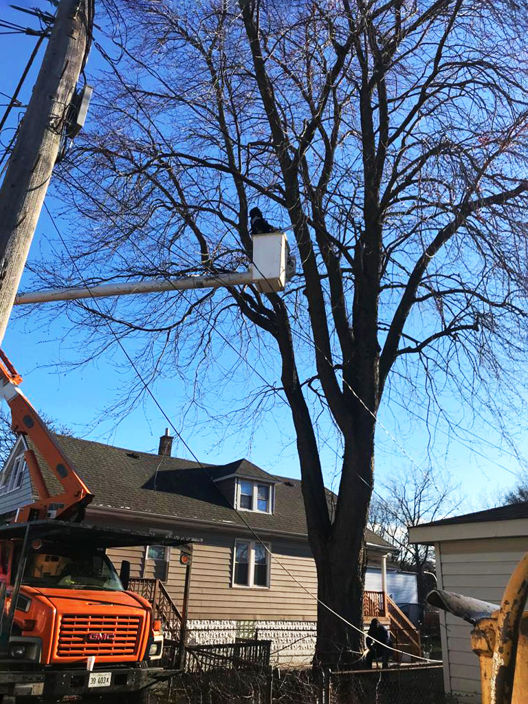 Tree trimming in residential area with a large house in the background