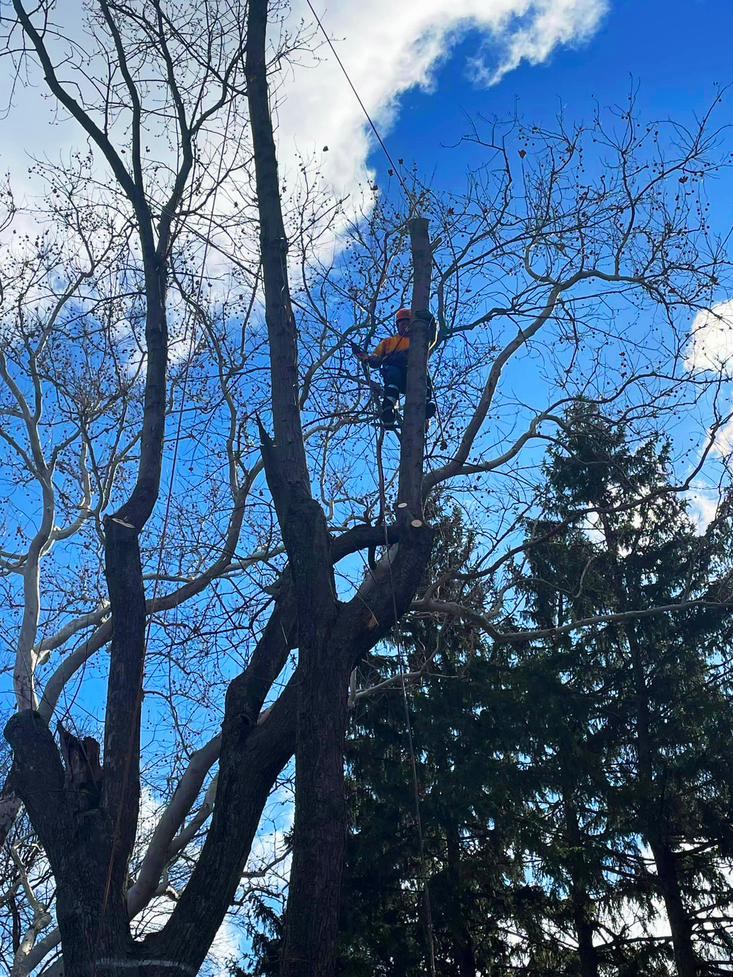 Large trees being maintained safely
