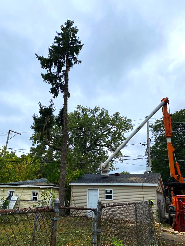 Tree maintenance in progress with a crane lifting equipment