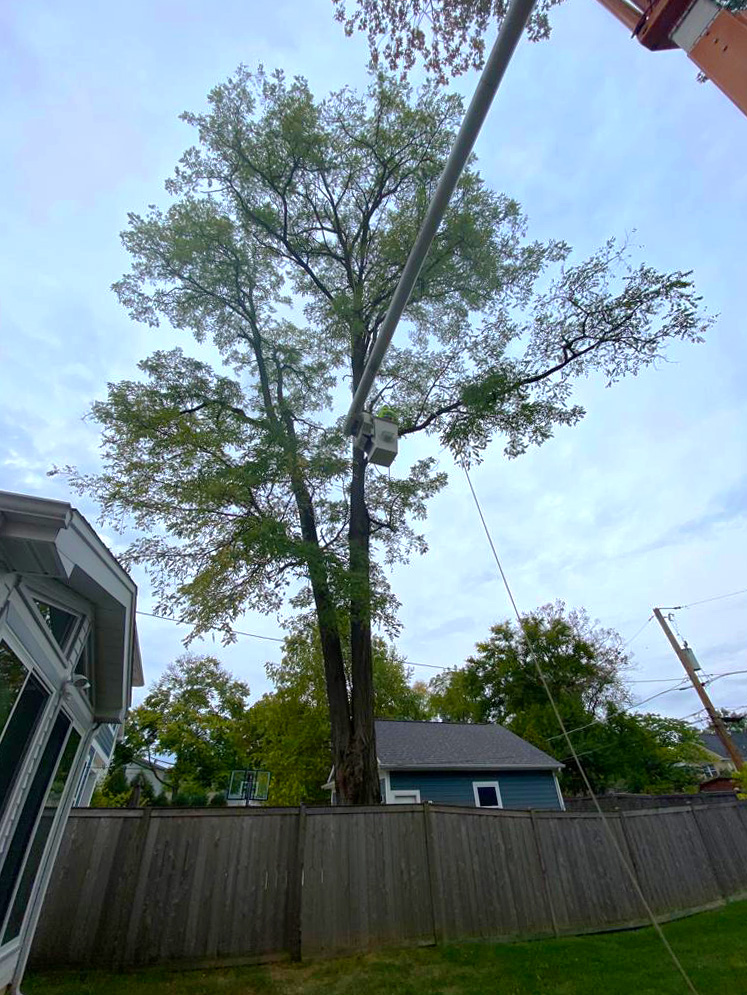 A tree stump after removal in a residential backyard
