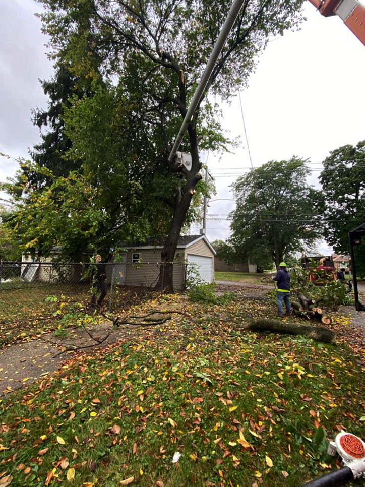 Tree care professional inspecting a large tree in an urban setting