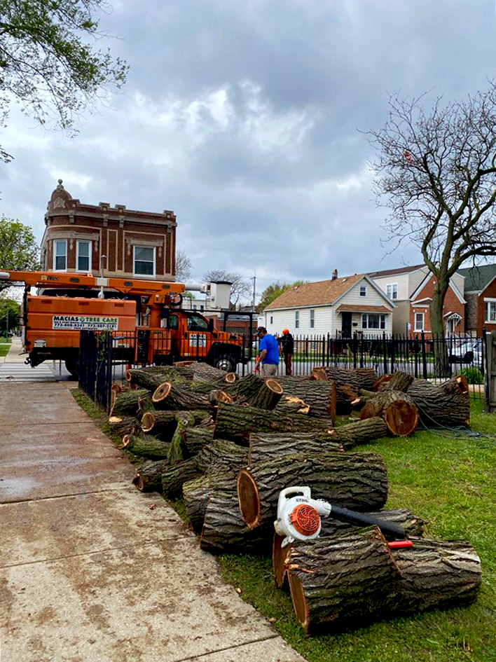 Tree maintenance service example