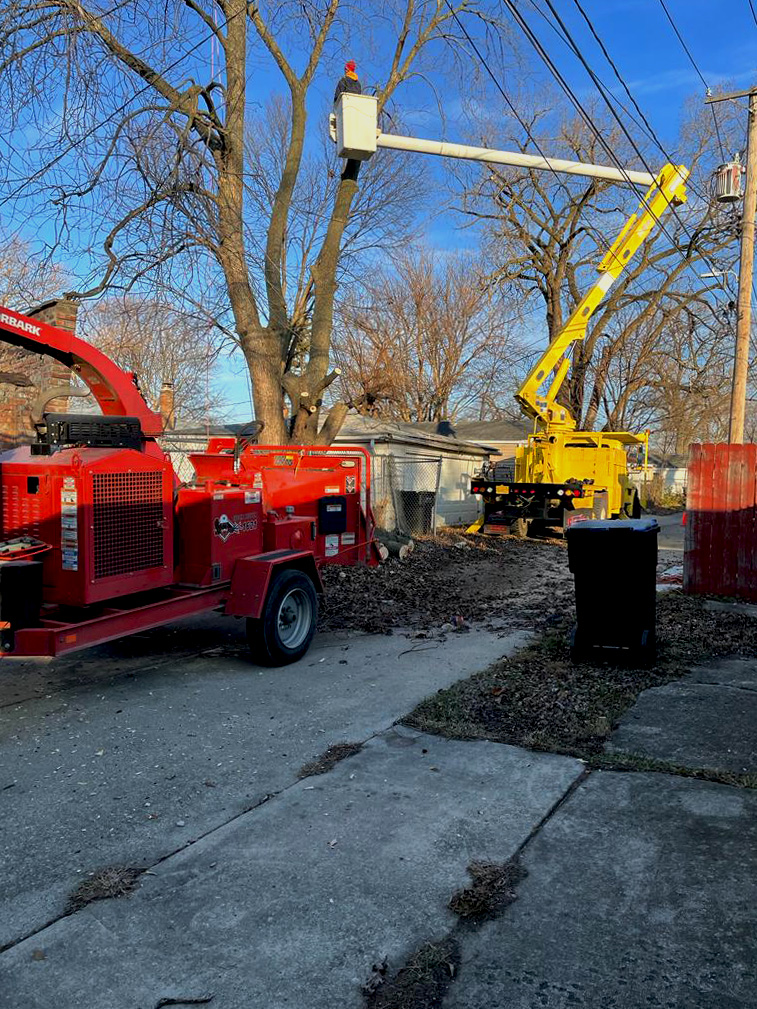 Tree removal service example