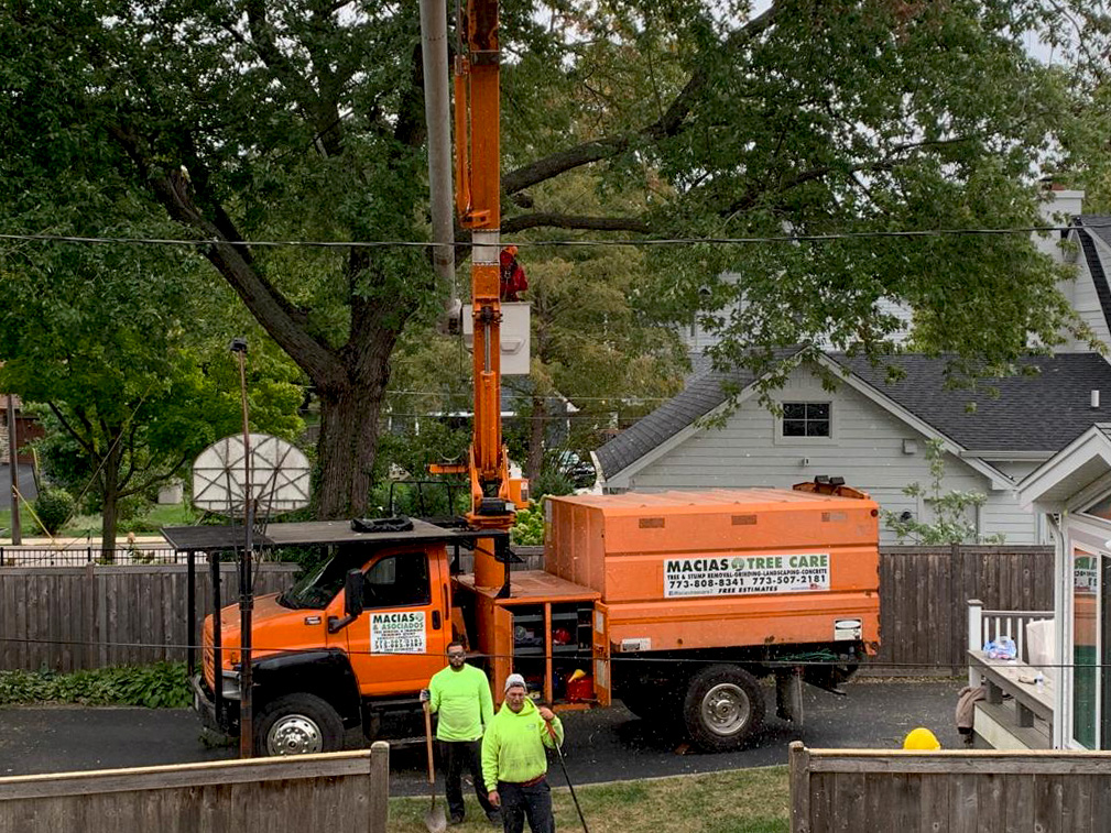 Complete tree care service example